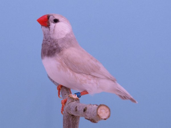 Pastel ZB grijs P1232417